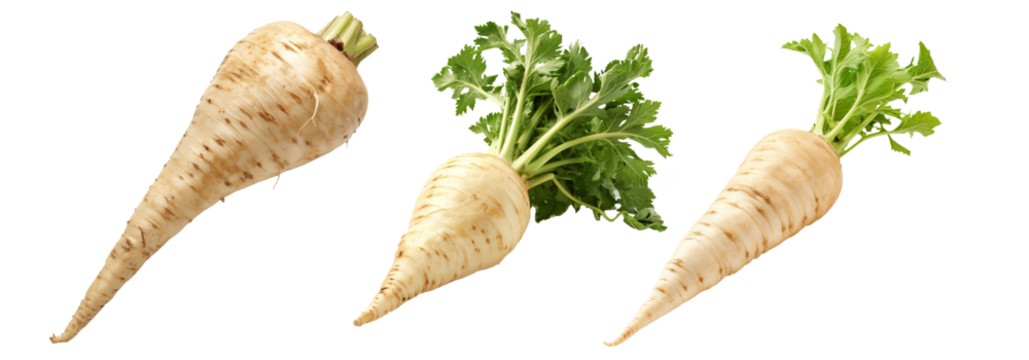 Parsnip root vegetable isolated on a white background.