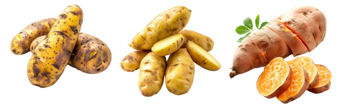Fingerling potatoes isolated on a white background.