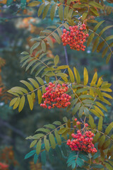 Close up of branches with red rowan berries and autumn leaves on the tree.