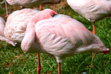 group of flamingos in front of a pond and trees, standing and resting, Estepona, Malaga, Spain