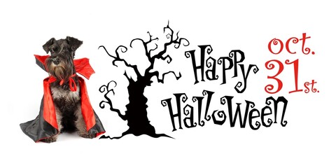 halloween banner with miniature schnauzer dog in devil costume