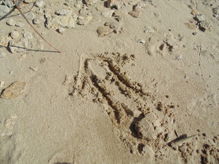 Writing in a sea sand rune, craft sign. Sand background with rocks.