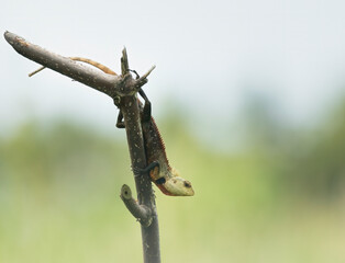 lizard on a branch