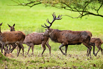 Red Deer during the rutting season