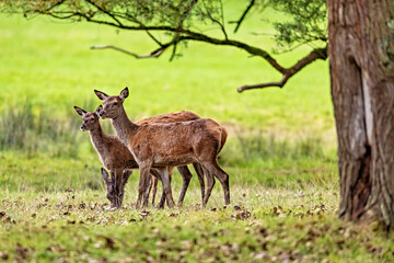 Red Deer during the rutting season