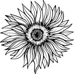 Sunflower flower head front view. Part of a plant close-up. Vector illustration in hand drawn sketch style. Line art isolated on white for coloring book, print