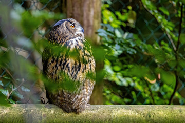 The Eurasian Eagle Owl 