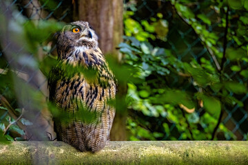 The Eurasian Eagle Owl 