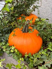 A side view of two large bright orange pumpkins lying among green leaves.