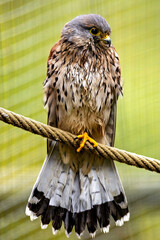 A portrait of an  European Kestrel 