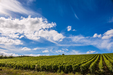 Les vignobles de vin Chablis