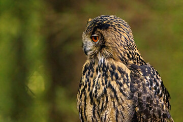 The Eurasian Eagle Owl 