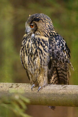 The Eurasian Eagle Owl 