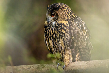 The Eurasian Eagle Owl 