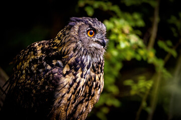 The Eurasian Eagle Owl 
