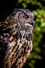 The Eurasian Eagle Owl 
