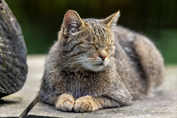 The European Wild Cat 