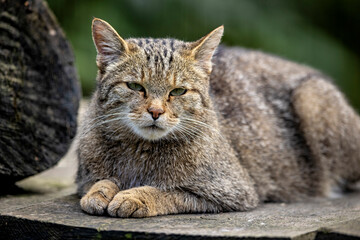 The European Wild Cat 
