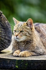 The European Wild Cat 