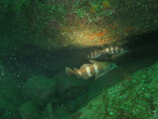 Plong&eacute;e sous marine au Glenan