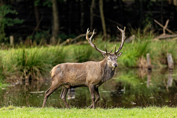 Red Deer during the rutting season