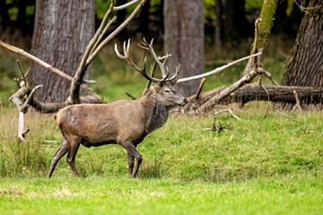 Red Deer during the rutting season