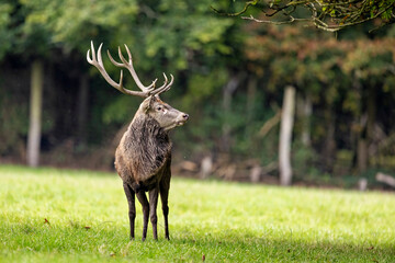 Red Deer during the rutting season