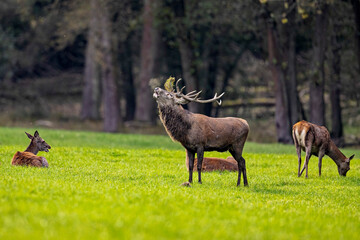 Red Deer during the rutting season