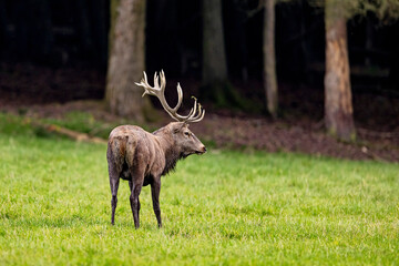 Red Deer during the rutting season