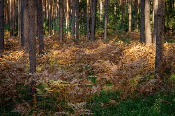 Fototapeta premium forest in autumn in autumn colors. dry brown ferns