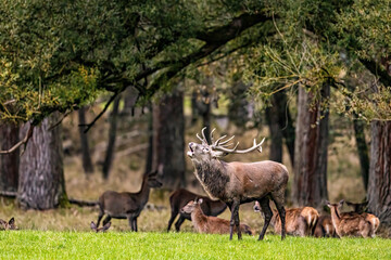 Fototapeta premium Red Deer during the rutting season