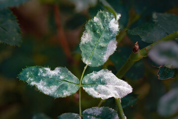 Fungal powdery mildew infection on rose hip leaves, visible white spots on green foliage. White fungus coating green leaves and damaging foliage. Selective focus.