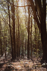 autumn in the forest