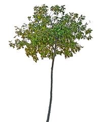 Obraz premium Tree isolated on white background