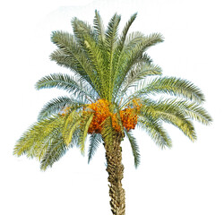 Close up of Date palm