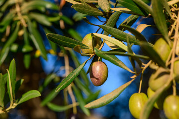 Close-up of olive branch with black olives in an olive grove