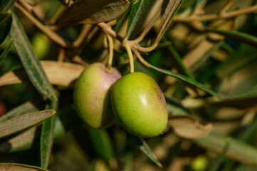Black olives hanging on tree