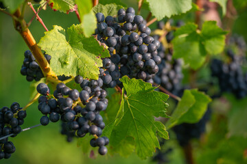 Vignobles de Moselle en France. Grosses grappes de raisin en septembre avant les vendanges. Cépages Muller-Thurgau, Auxerrois, Pinot noir , Pinot gris. 