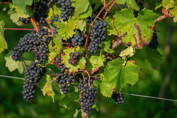 Vignobles de Moselle en France. Grosses grappes de raisin en septembre avant les vendanges. Cépages Muller-Thurgau, Auxerrois, Pinot noir , Pinot gris. 