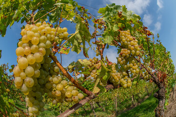 Vignobles de Moselle en France. Grosses grappes de raisin en septembre avant les vendanges. Cépages Muller-Thurgau, Auxerrois, Pinot noir , Pinot gris. 