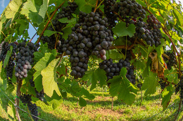 Fototapeta premium Vignobles de Moselle en France. Grosses grappes de raisin en septembre avant les vendanges. Cépages Muller-Thurgau, Auxerrois, Pinot noir , Pinot gris. 
