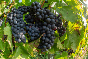 Vignobles de Moselle en France. Grosses grappes de raisin en septembre avant les vendanges. Cépages Muller-Thurgau, Auxerrois, Pinot noir , Pinot gris. 