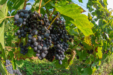 Fototapeta premium Vignobles de Moselle en France. Grosses grappes de raisin en septembre avant les vendanges. Cépages Muller-Thurgau, Auxerrois, Pinot noir , Pinot gris. 