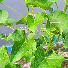 Jatropha tree in the yard