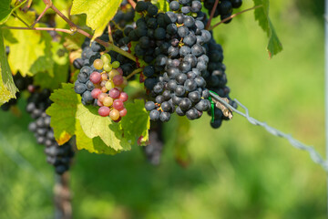 Vignobles de Moselle en France. Grosses grappes de raisin en septembre avant les vendanges. Cépages Muller-Thurgau, Auxerrois, Pinot noir , Pinot gris. 