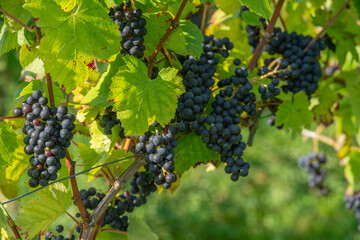 Vignobles de Moselle en France. Grosses grappes de raisin en septembre avant les vendanges. Cépages Muller-Thurgau, Auxerrois, Pinot noir , Pinot gris. 