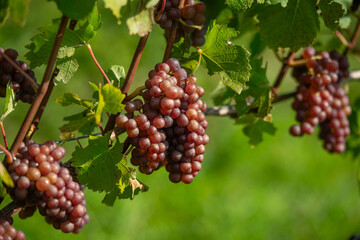 Vignobles de Moselle en France. Grosses grappes de raisin en septembre avant les vendanges. Cépages Muller-Thurgau, Auxerrois, Pinot noir , Pinot gris. 