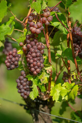 Vignobles de Moselle en France. Grosses grappes de raisin en septembre avant les vendanges. Cépages Muller-Thurgau, Auxerrois, Pinot noir , Pinot gris. 