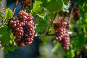 Vignobles de Moselle en France. Grosses grappes de raisin en septembre avant les vendanges. Cépages Muller-Thurgau, Auxerrois, Pinot noir , Pinot gris. 