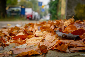 leaves falling from trees scattered by the wind. piles of autumn leaves. yellow and orange leaves, cleaning the city street. urban landscape autumn season. rainy and humid weather